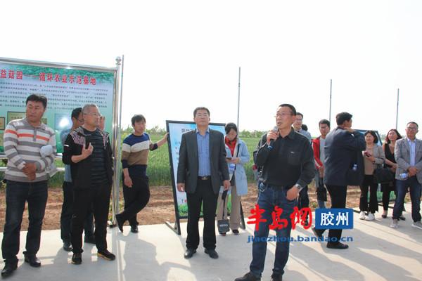 膠州土豆最新價(jià)格及市場(chǎng)走勢(shì)與種植戶策略深度解析