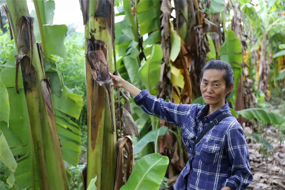 最新粉蕉種植技術(shù),最新粉蕉種植技術(shù)，邁向高效、可持續(xù)的農(nóng)業(yè)未來