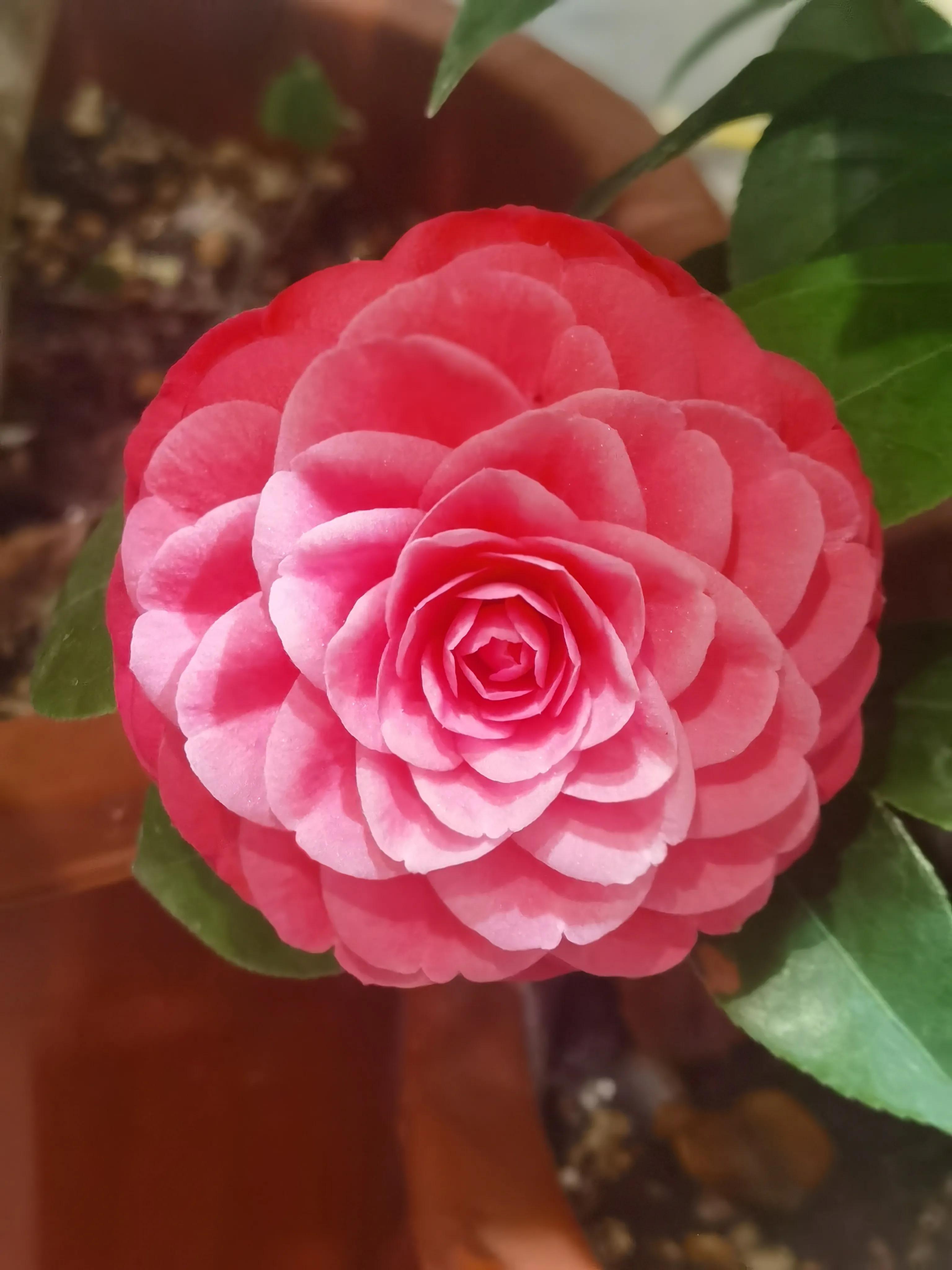 夢幻花園無限金幣最新攻略，小巷中的秘密花園揭秘